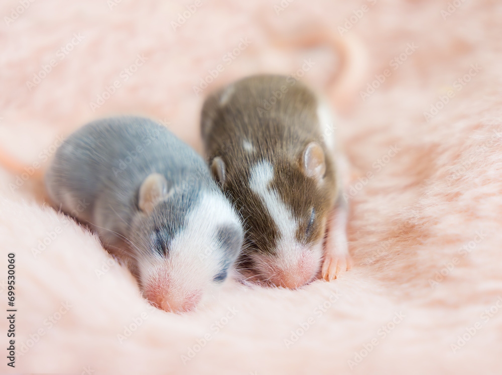 Beautiful little two baby satin mice, decorative mouse babies lie together on a fluffy pink background. Blind mice. Small rodents are children's favorites as pets