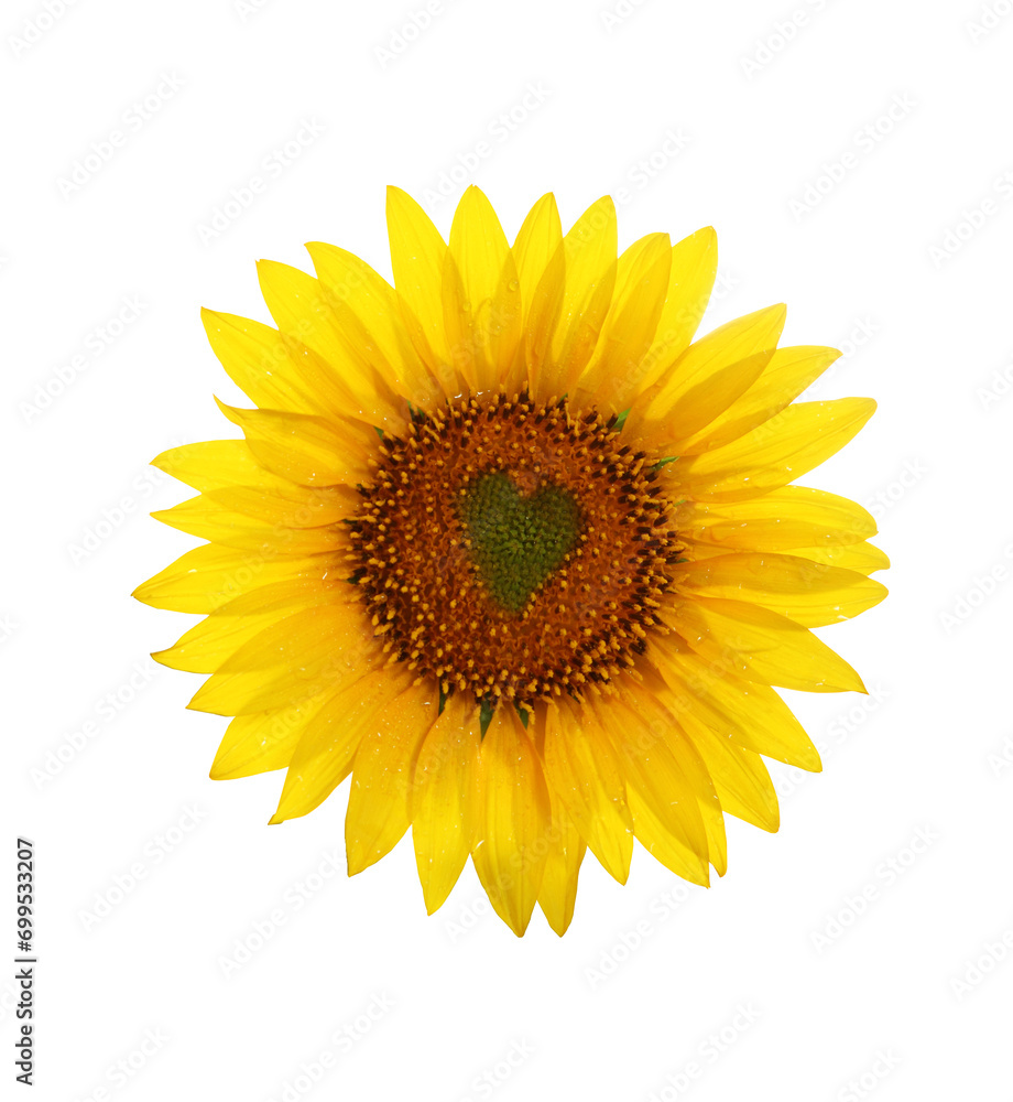 Fototapeta premium Sunflower with heart in center
