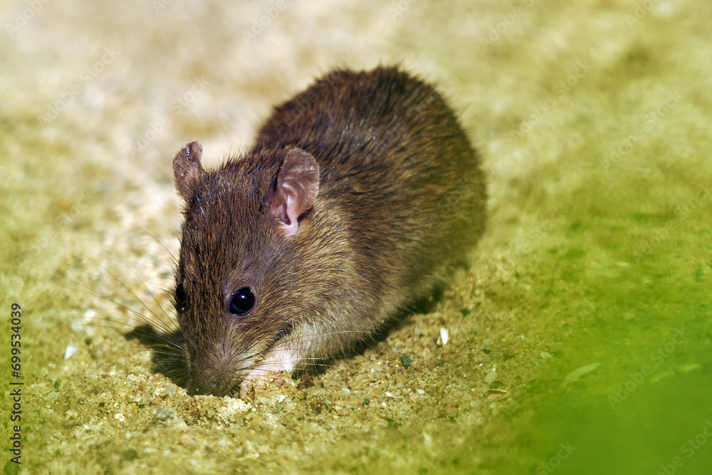The brown rat (Rattus norvegicus), also known as the common, street, sewert, Hanover, Norway or Norwegian rat, a rat on a sandy base. A real danger to urban order. The brown rat (Rattus norvegicus), also known as the common, street, sewert, Hanover, Norway or Norwegian rat, a rat on a sandy base. A real danger to urban order.