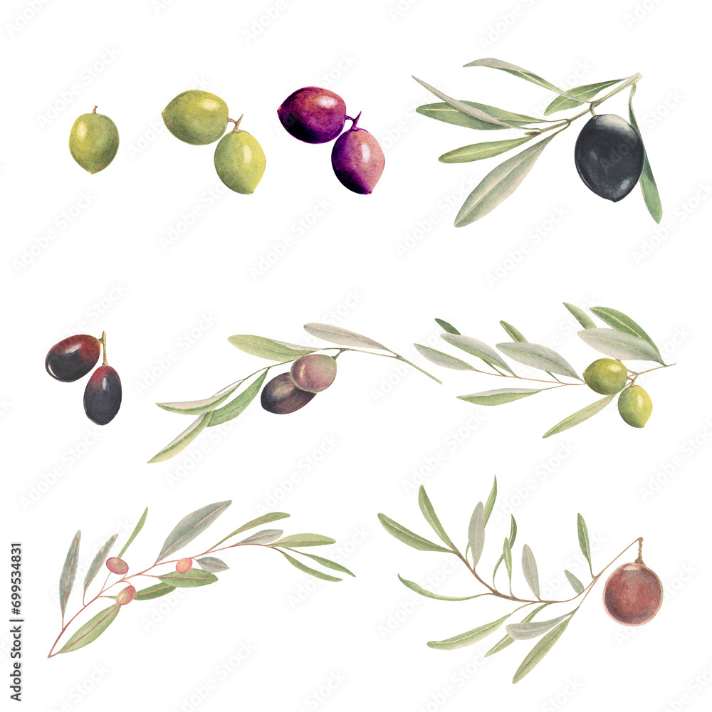 Obraz premium Composition with watercolor olive and olive tree branches