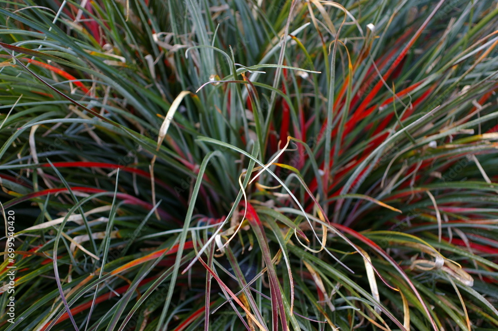 Fototapeta premium Red grass, plant, nature, garden, fresh