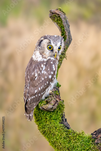 European Scops Owl, Otus scops close up. photo
