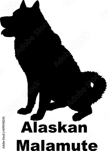 Dog Alaskan Malamute silhouette Breeds Bundle Dogs on the move. Dogs in different poses.
The dog jumps, the dog runs. The dog is sitting. The dog is lying down. The dog is playing

