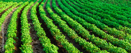 Rows of peanut plants in the farm in summer