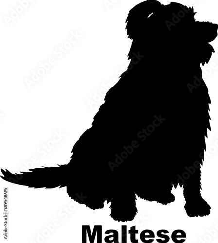Dog Maltese silhouette Breeds Bundle Dogs on the move. Dogs in different poses.
The dog jumps, the dog runs. The dog is sitting. The dog is lying down. The dog is playing
 photo
