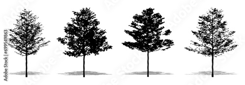 Set or collection of American Sycamore trees as a black silhouette on white background. Concept or conceptual vector for nature, planet, ecology and conservation, strength, endurance and  beauty