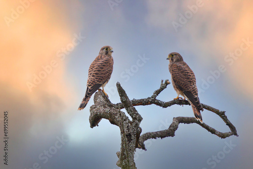 Common Kestrel (Falco tinnunculus) young birds in tree, Hesse, Germany photo
