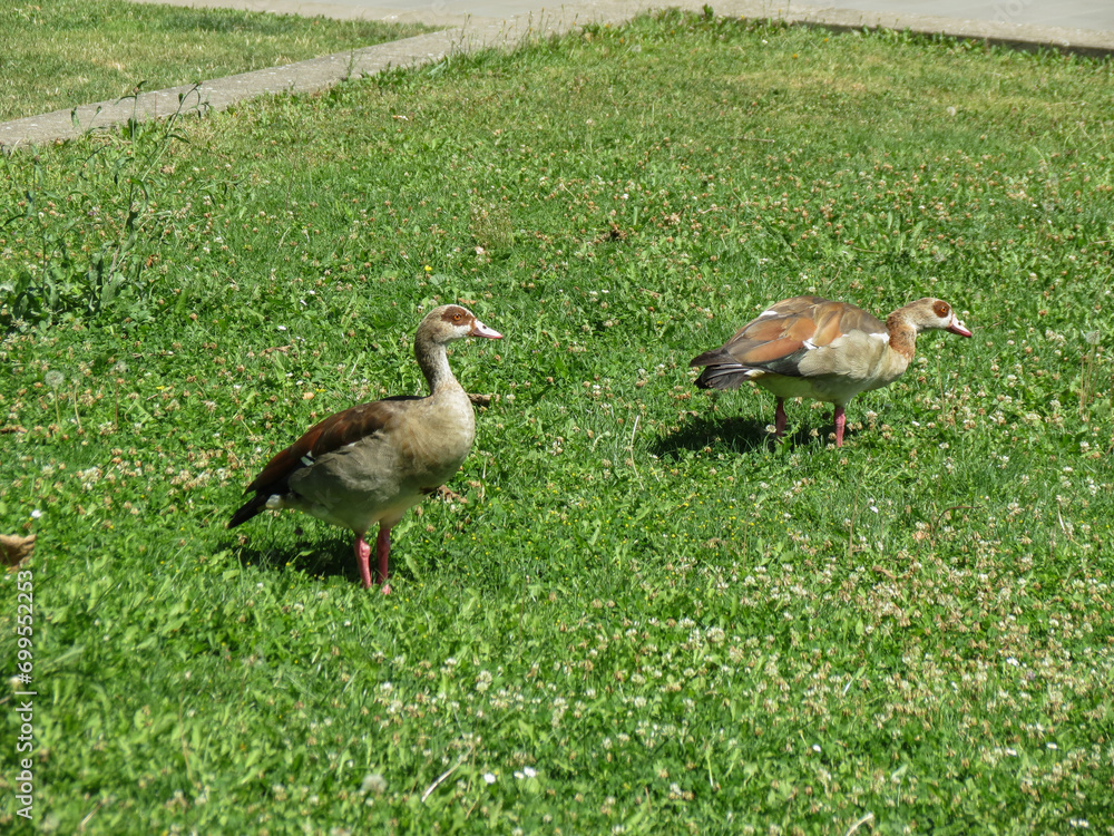 Egyptian Goose scient. name Alopochen aegyptiaca bird animal Egyptian Goose scient. name Alopochen aegyptiaca bird animal