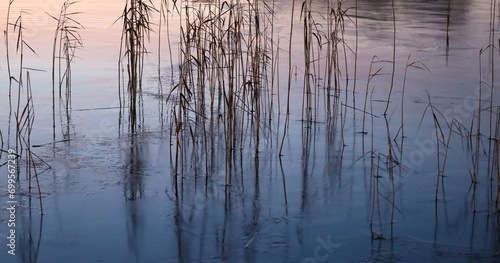 reeds at sunset in frozen lake © Jette Rasmussen