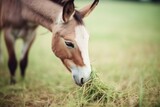 donkey with perked ears eating grass