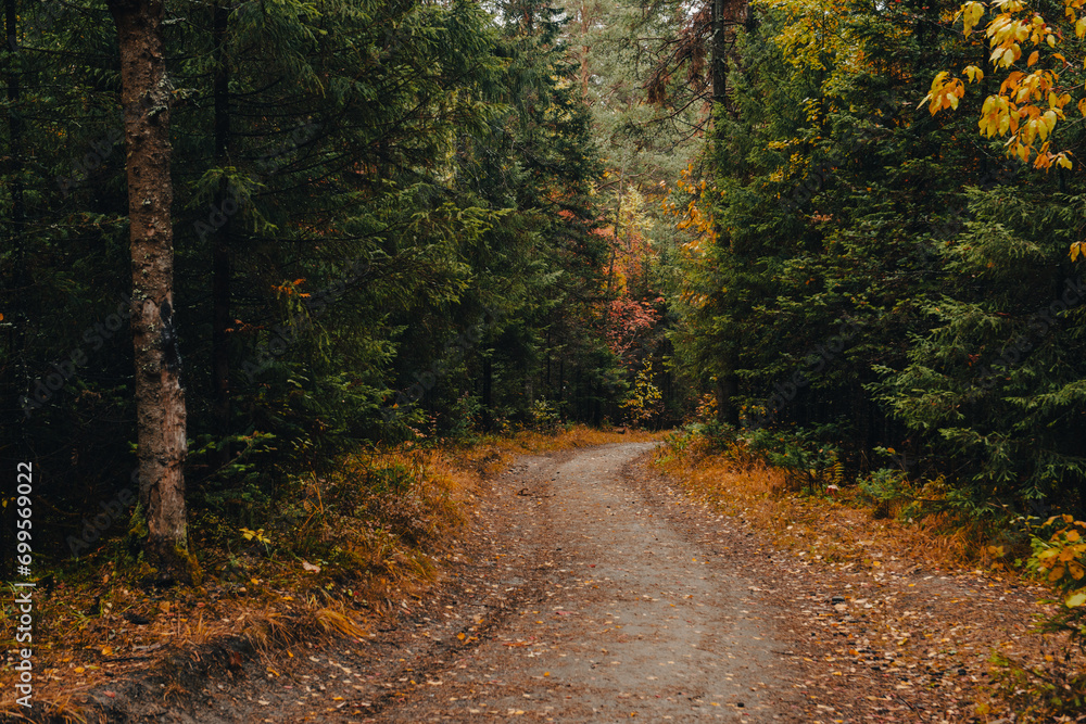 hiking trail in the autumn colorful forest