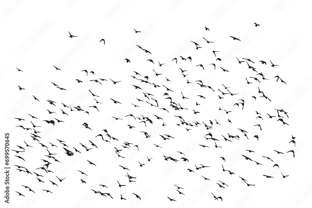 Naklejka premium Birds flying in a natural view. Vector birds. White background.