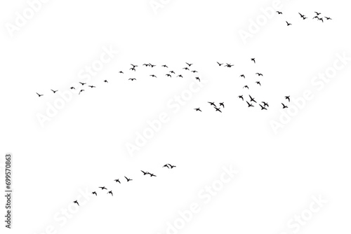 Birds flying in a natural view. Vector birds. White background.