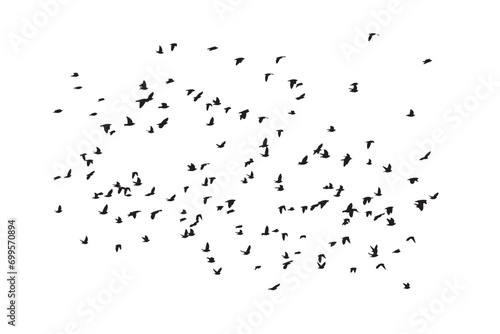Birds flying in a natural view. Vector birds. White background. © serkanmutan