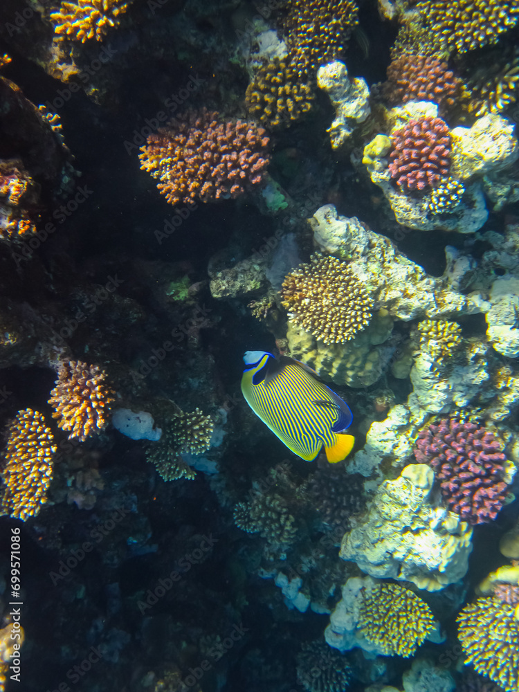 Fototapeta premium Pomacanthus imperator or Imperial angelfish in the expanse of the Red Sea coral reef