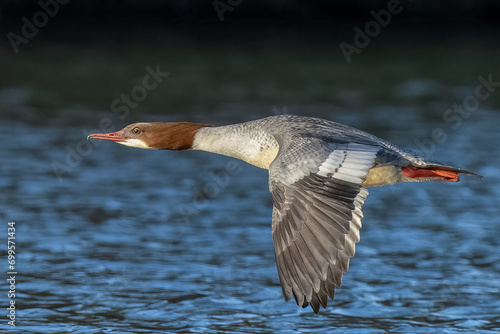 Female goo sander in flight