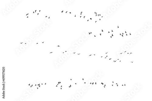 Birds flying in a natural view. Vector birds. White background. © serkanmutan