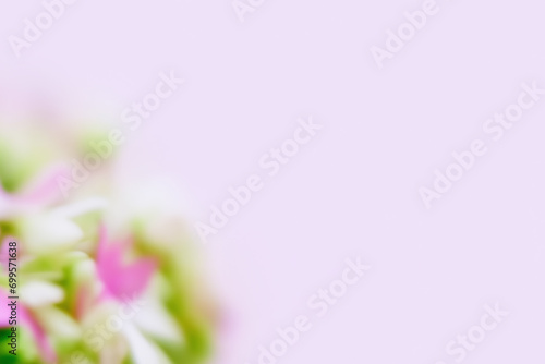 pink flowers background © Allec Gomes