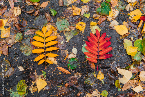 Colorful autumn leaves are lying on the ground in the forest