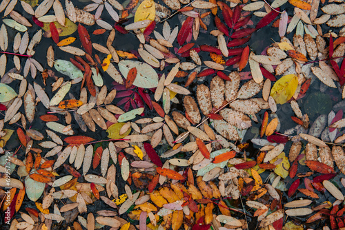 Colorful autumn leaves are lying on the ground in the forest