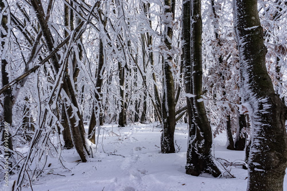 Fototapeta premium Sunny day in a winter forest after heavy snowfall. Traces of a snowstorm on tree trunks. Traces of a traveler in deep snow