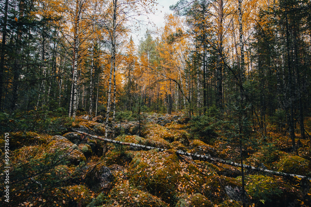 autumn yellow forest in the mountains of the Urals autumn yellow forest in the mountains of the Urals