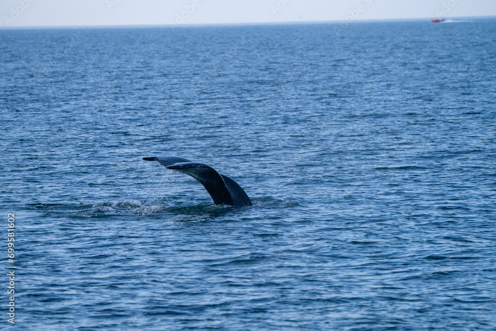 Fototapeta premium Surfacing whales, whale tails