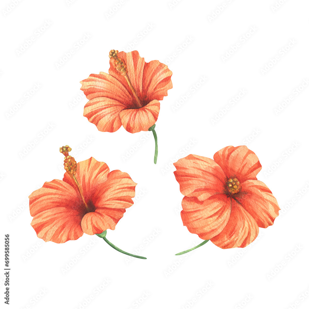 Tropical flowers of hibiscus, bright juicy red, coral colors. Hand drawn watercolor botanical illustration. Set of isolated elements on a white background. Tropical flowers of hibiscus, bright juicy red, coral colors. Hand drawn watercolor botanical illustration. Set of isolated elements on a white background.
