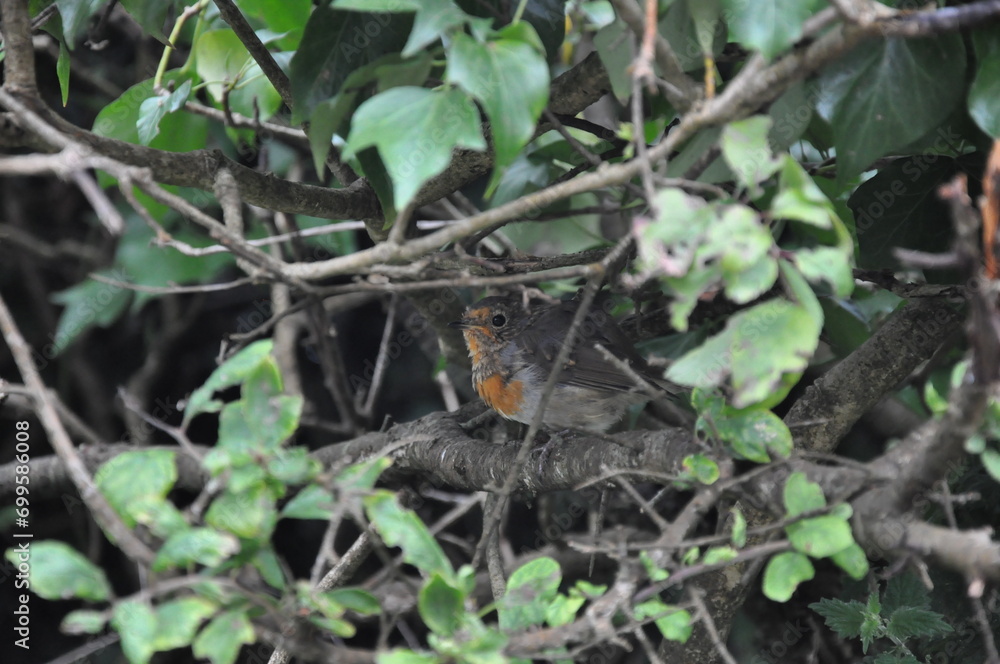 Obraz premium european robin