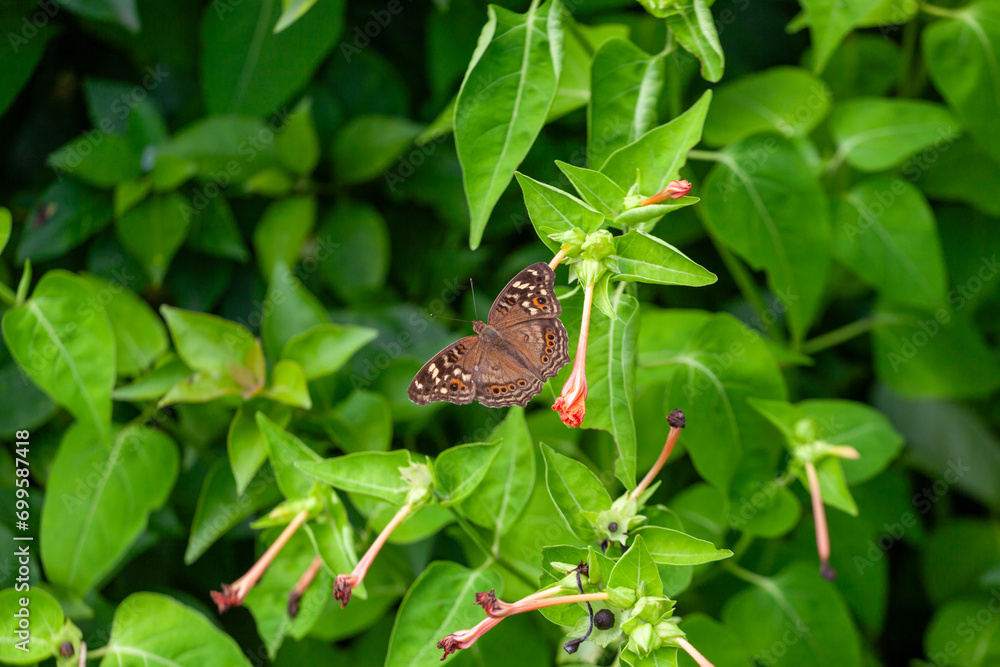 Butterfly on a red flower in a garden in Indonesia