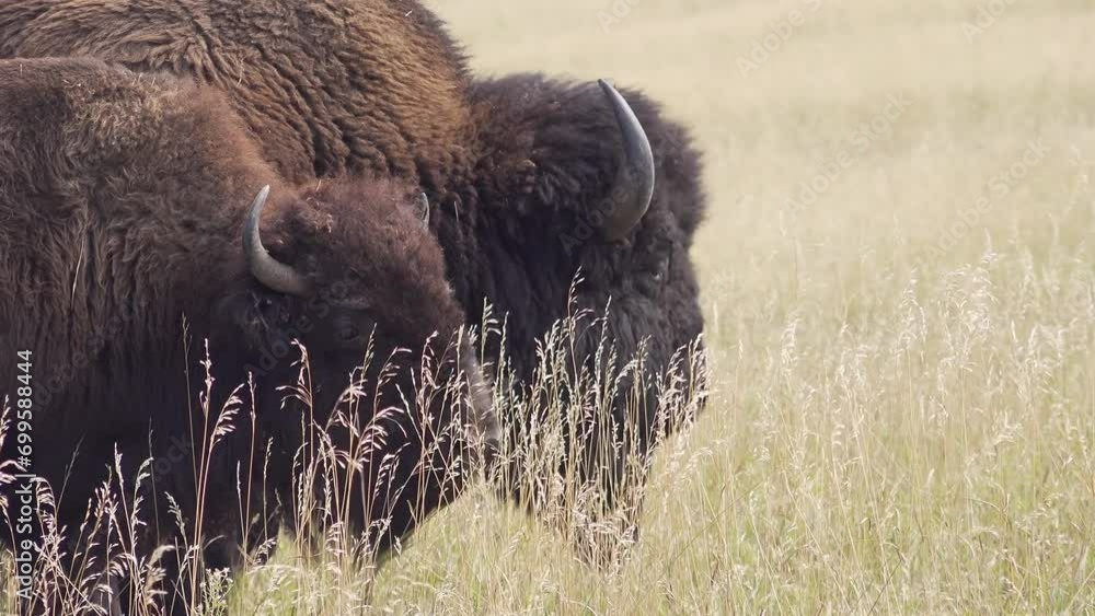 American buffalo in Custer State Park, South Dakota, USA American buffalo in Custer State Park, South Dakota, USA