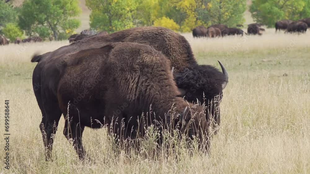 American bison, Custer State Park, South Dakota, USA American bison, Custer State Park, South Dakota, USA