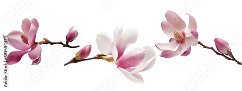 beautiful magnolia flower isolated photo