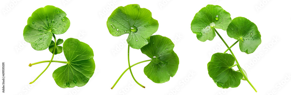 Photo close up centella asiatica leaves with rain drop isolated on white background top view - obrazy, fototapety, plakaty 