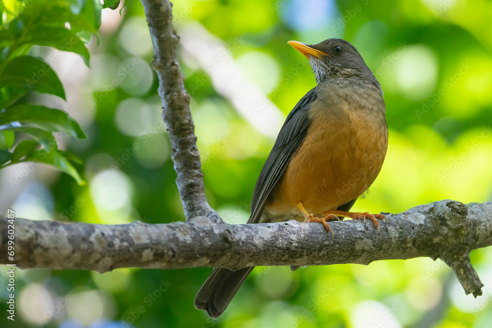 Olive Rock Thrush (Turdus olivaceus) on branch in Afromontane forest habitat, Wilderness, Garden Route, South Africa Olive Rock Thrush (Turdus olivaceus) on branch in Afromontane forest habitat, Wilderness, Garden Route, South Africa