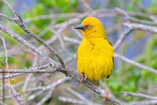 Male Cape Weaver (Ploceus capensis) perched on ree in Riverine Forest, Wilderness, Western Cape, South Africa