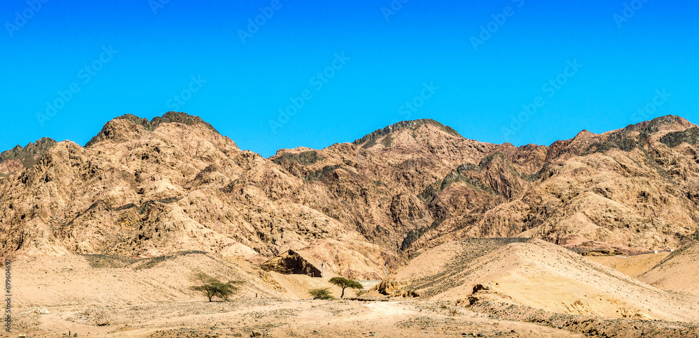 trees in the desert of egypt against the backdrop of high rocky mountains