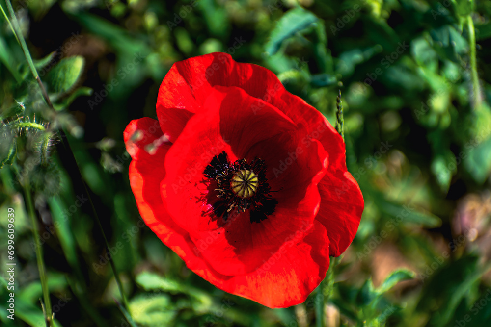 Poppy head at springtime in a garden, papaver rhoeas, ranunculales Poppy head at springtime in a garden, papaver rhoeas, ranunculales