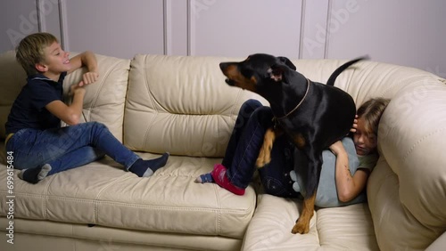 Little girl is lying with pillow in hands and stroking dog that bites her while playing. Happy kids play with German pinscher on sofa in living room. Boy is playing with his sister and dog on couch photo
