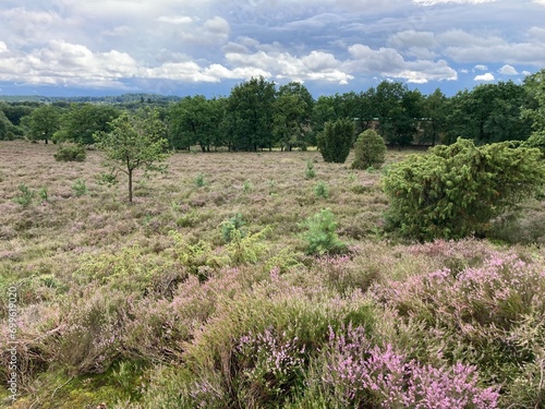 Landschaft in der Lüneburger Heide bei beginnender Heideblüte photo