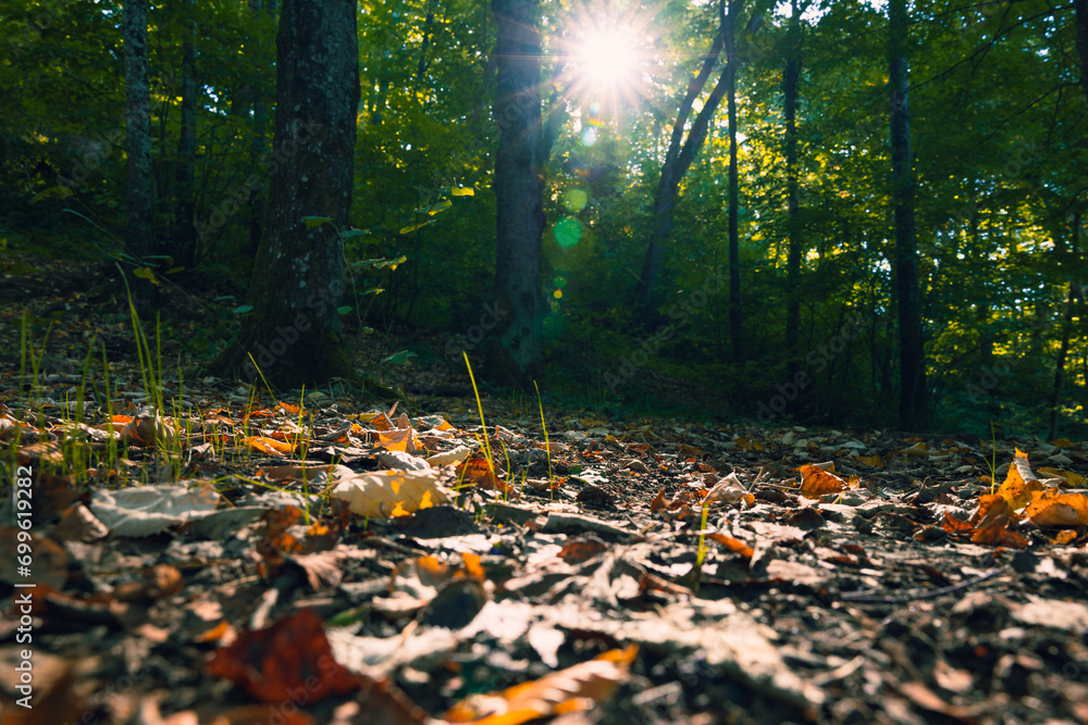 Fallen leaves on the ground and sunlight with trees in the forest Fallen leaves on the ground and sunlight with trees in the forest