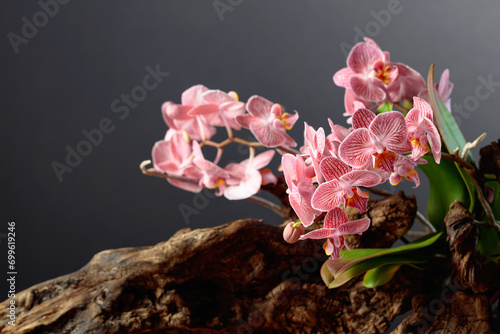 Pink orchid on an old wooden snag.