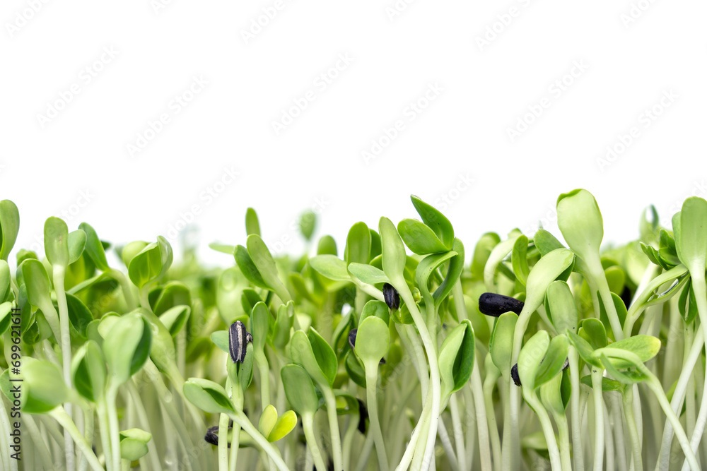 Obraz premium Green young Sunflower sprouts isolated on white background.