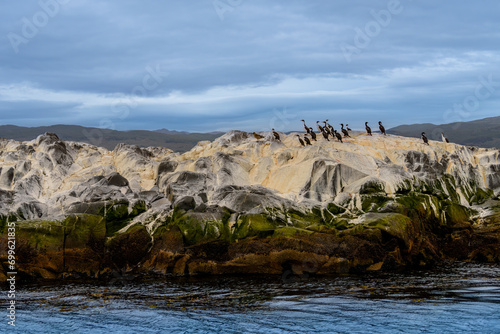 Antarctic shag (Leucocarbo bransfieldensis) colony, Beagle Channel, Usuaia, Argentina