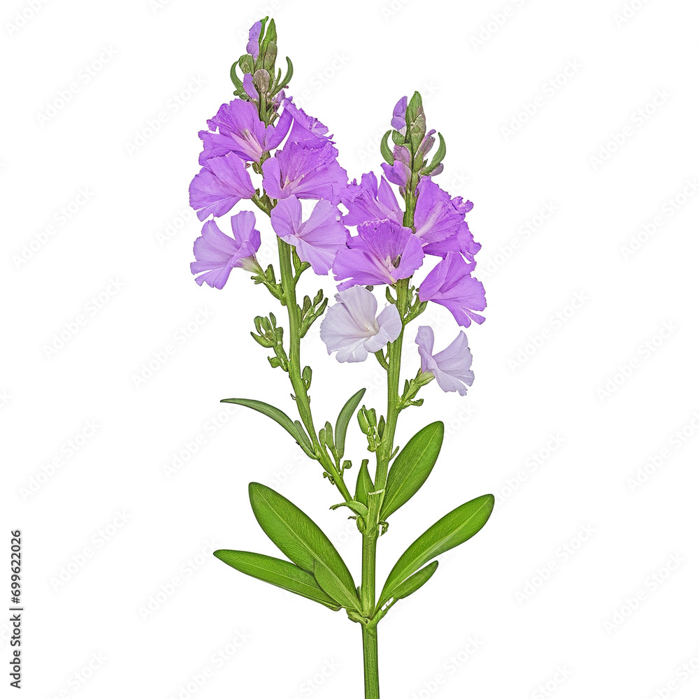 Matthiola Incana - The Beauty of Isolation on White On transparent background PNG file Matthiola Incana - The Beauty of Isolation on White On transparent background PNG file