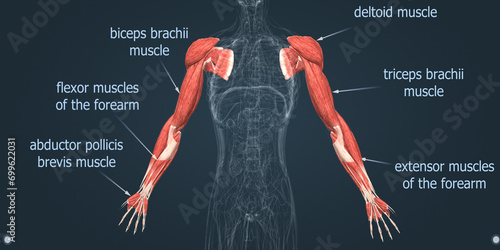 Human body - arm muscles photo