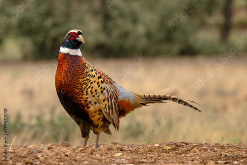 Common Pheasant - Phasianus colchicus, beautiful colored bird from Euroasian fields and meadows, Andalusia, Spain. photo