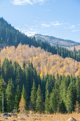 Explore a charming forest nestled among picturesque mountains. Enjoy the breathtaking beauty of Tien Shan spruce trees with bright green colors.