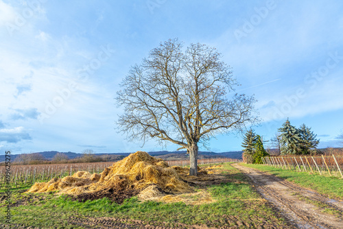 vineyard in winter time with small grapes, dung heap and leaveless tree photo