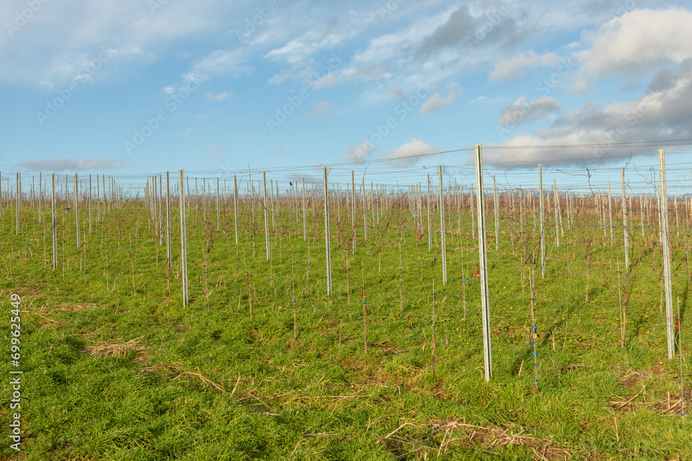vineyard in winter time with small grapes vineyard in winter time with small grapes